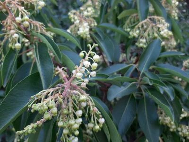 Sandal Ağacı Fidanı (Arbutus andrachne)