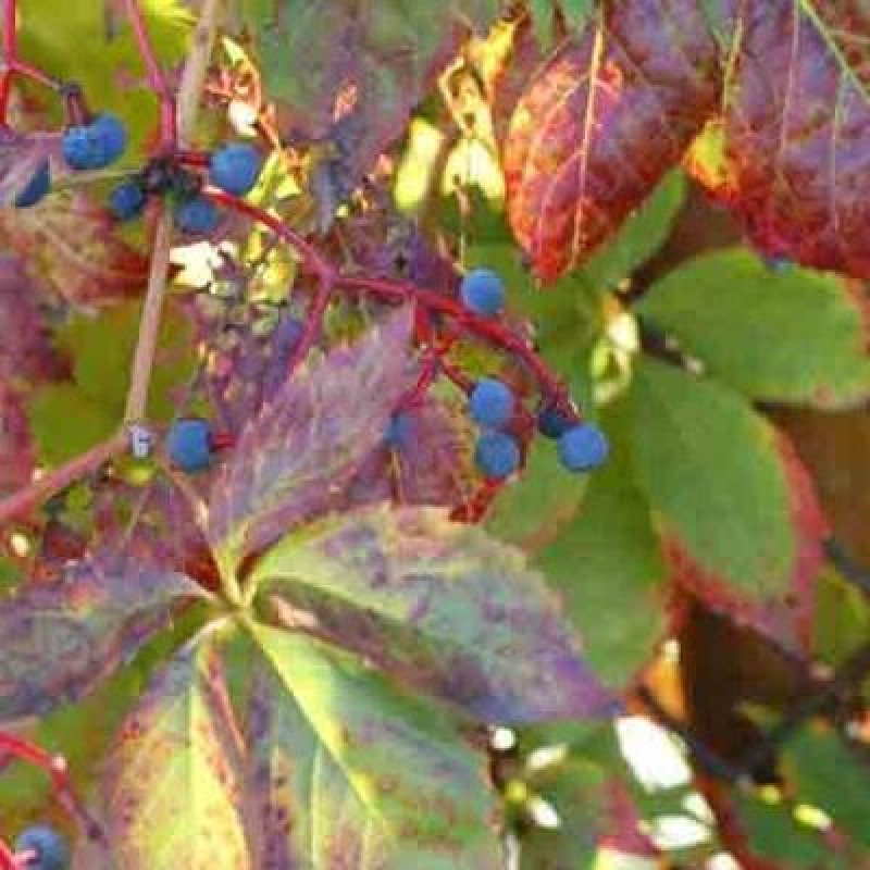 Amerikan Sarmaşığı (Parthenocissus quinquefolia)