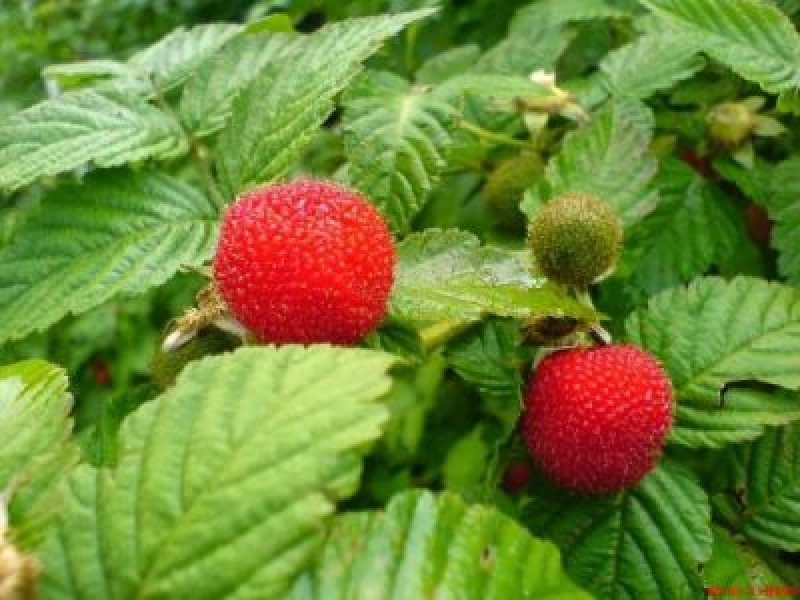 Çilek Ahududu Fidanı (Rubus rosifolius)