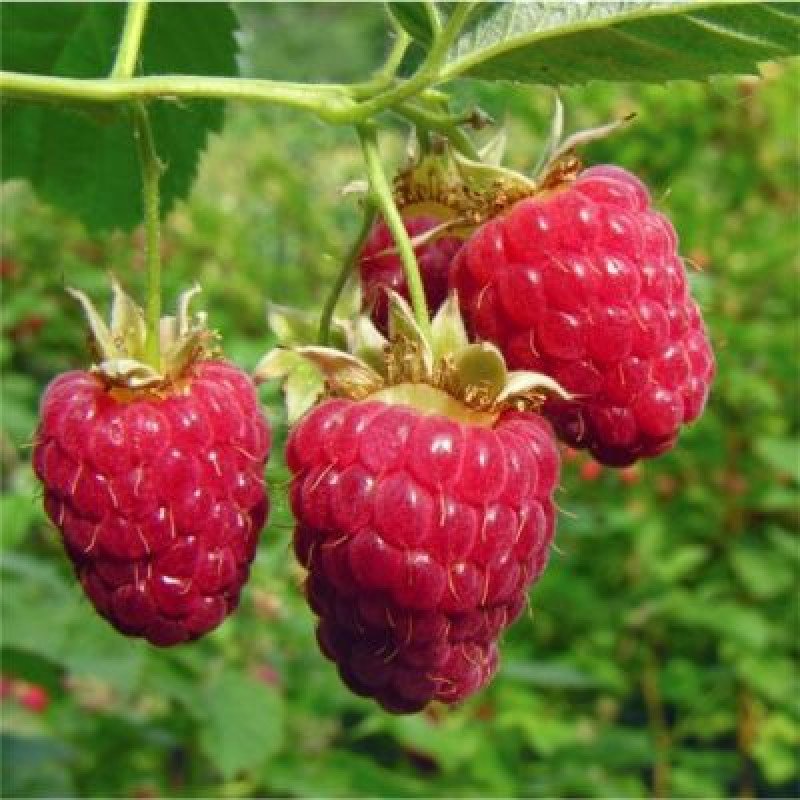 Aksu Pembesi Ahududu Fidanı