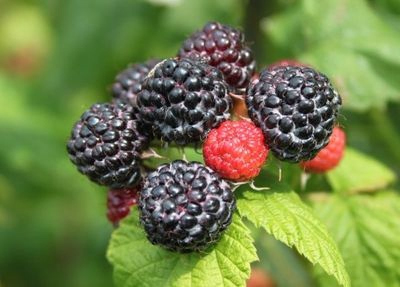 Siyah Ahududu Fidanı (Black Jewel)