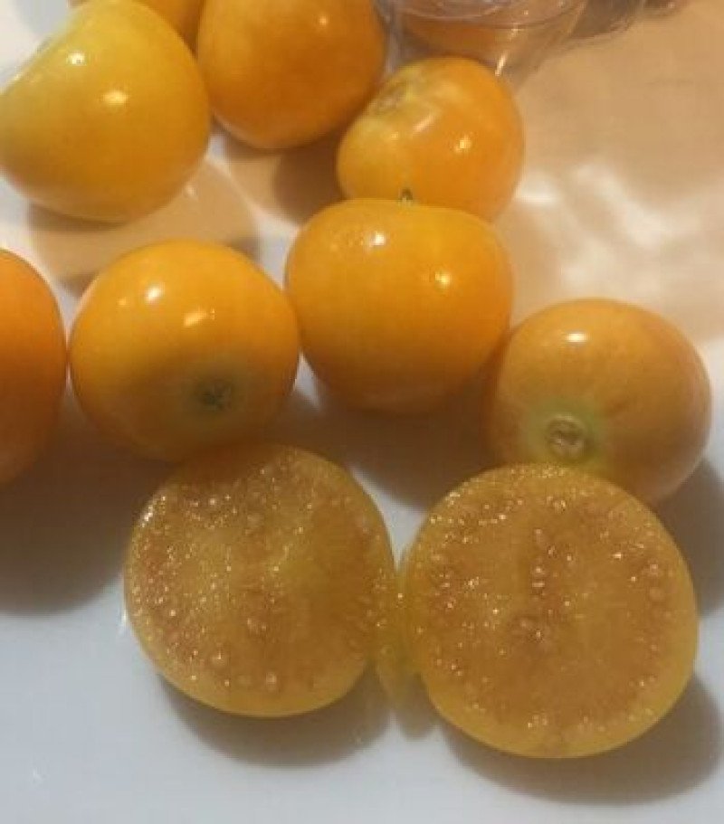 Altınçilek Fidanı (Goldenberry)