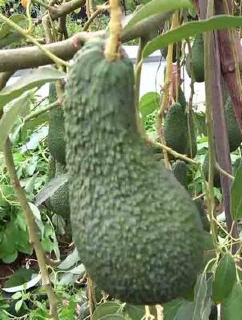 Pinkerton Avokado Fidanı