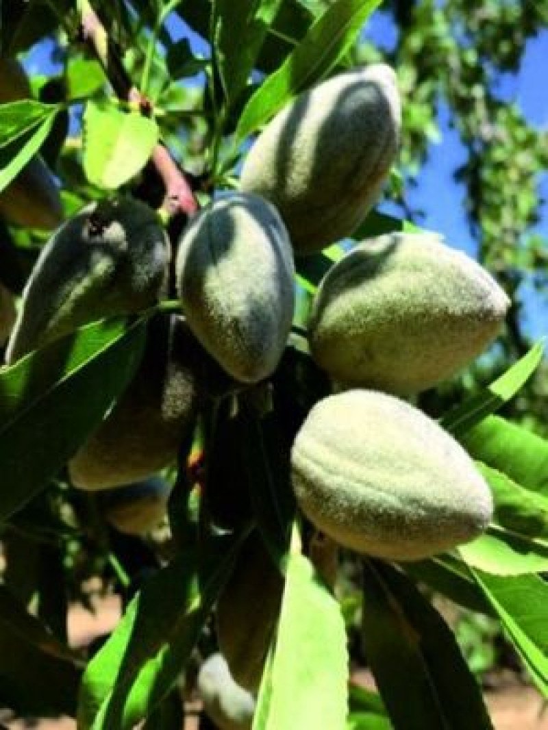 Guara Badem Fidanı