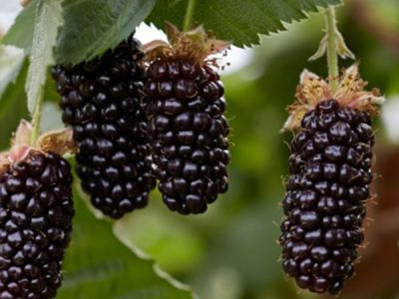 Karaka Black Böğürtlen Fidanı