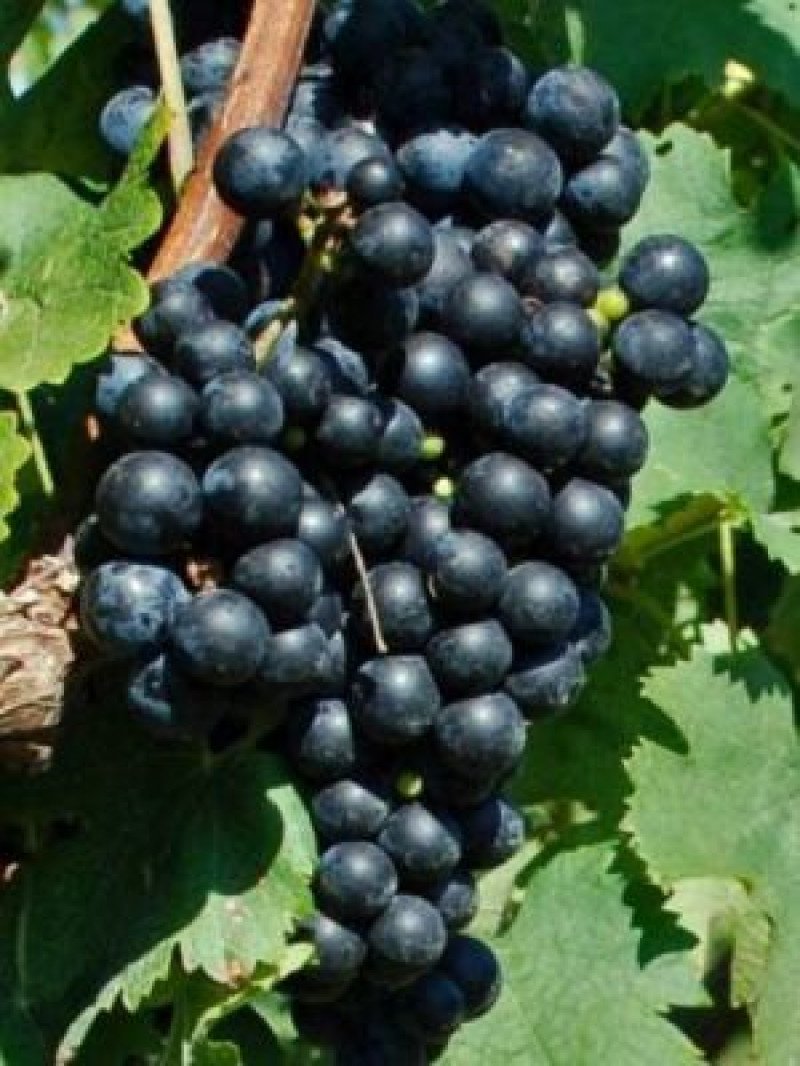 Cabernet Franc Asma Fidanı