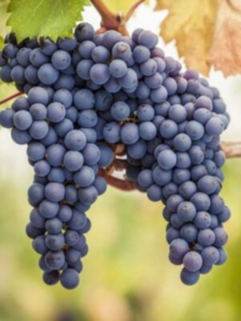 Pinot Noir Asma Fidanı