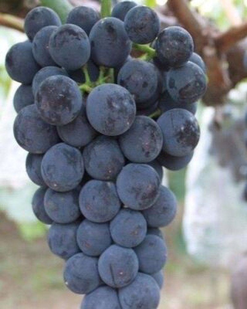 Alicante Bouschet Asma Fidanı