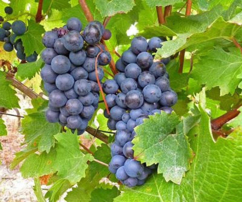 Cabernet Sauvignon Asma Fidanı