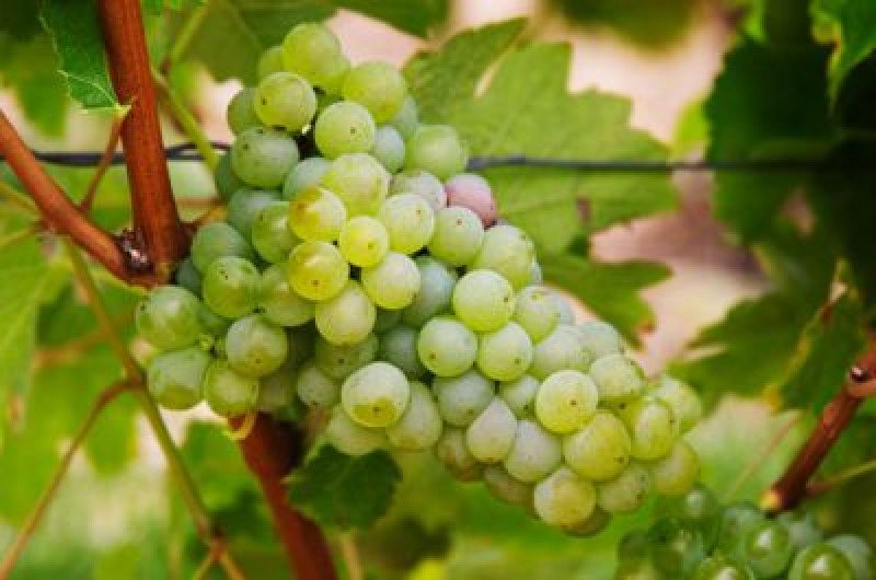 Sauvignon Blanc Asma Fidanı