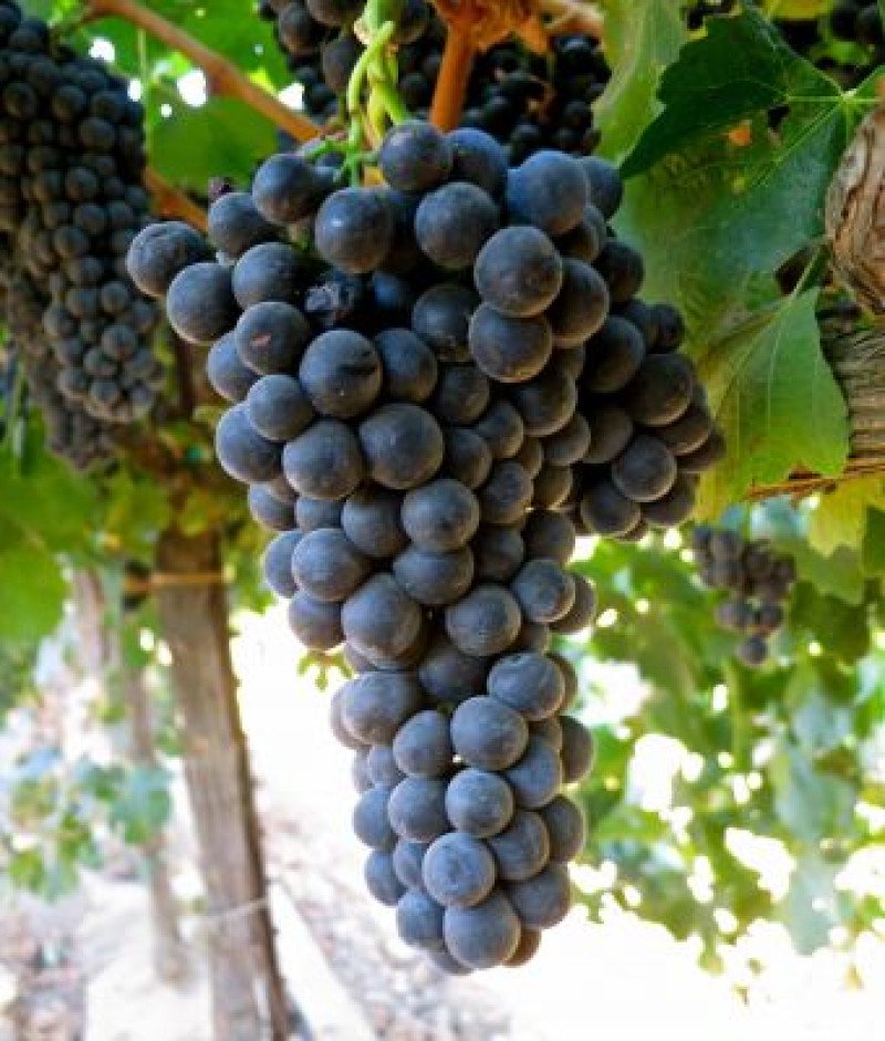 Shiraz Asma Fidanı
