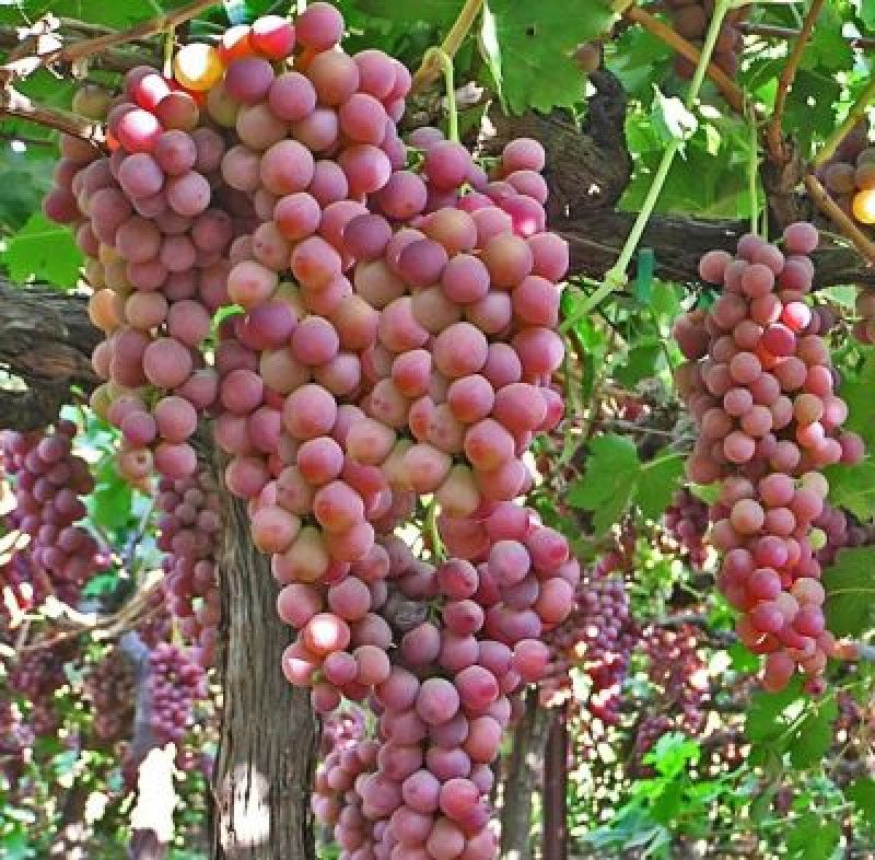 Flame Seedless Asma Fidanı