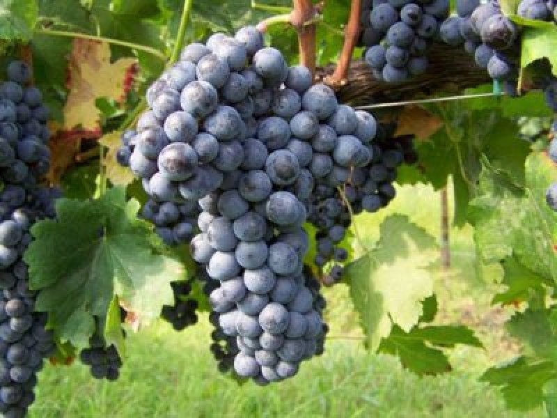 Merlot Asma Fidanı