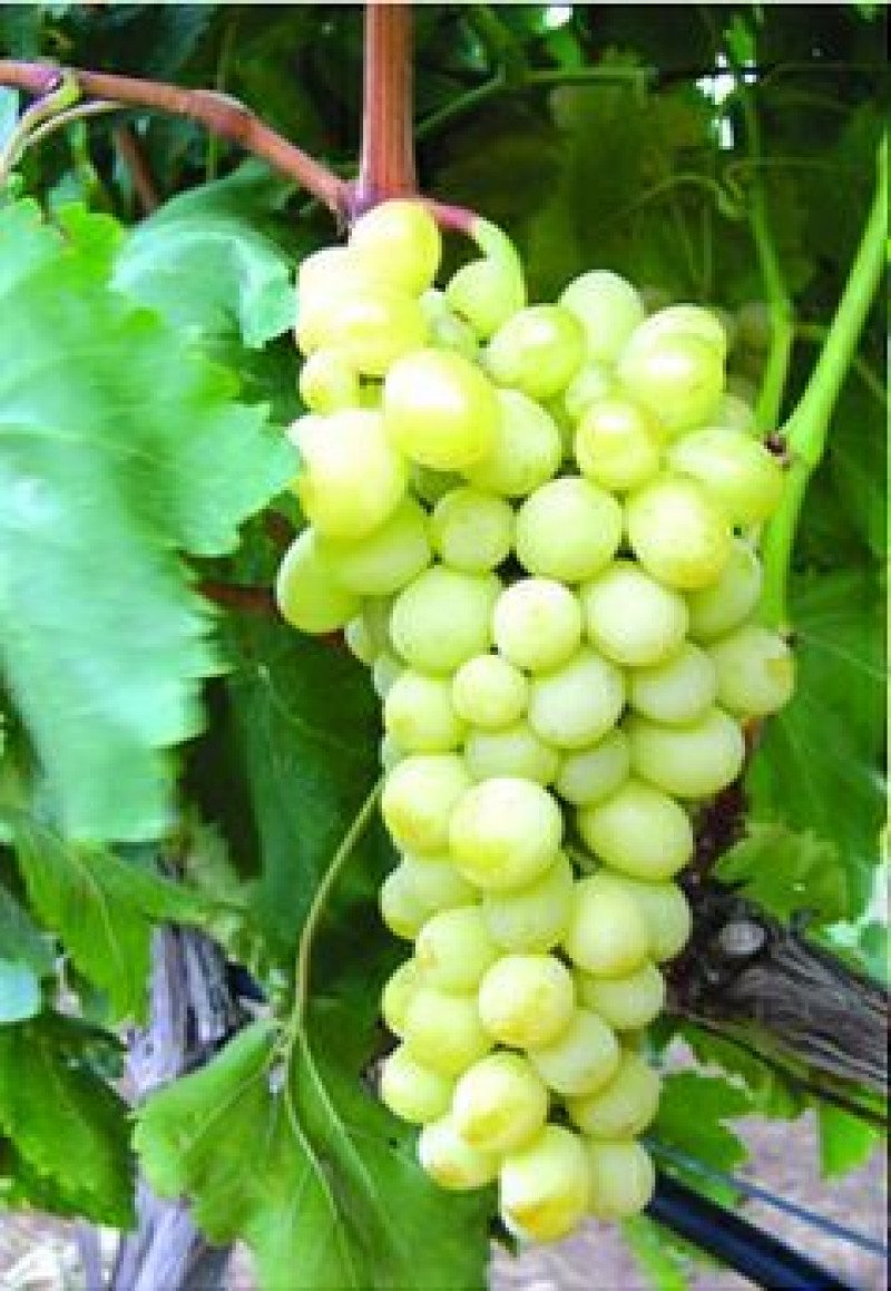 Superior Seedless Asma Fidanı