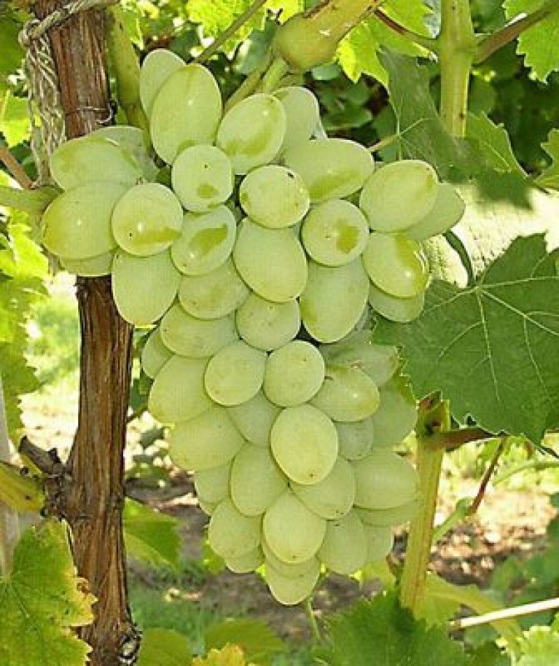 Thomson Seedless Asma Fidanı