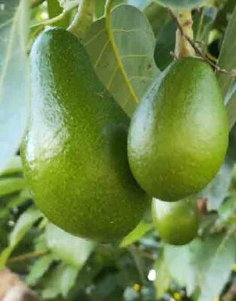 Clifton Avokado Fidanı