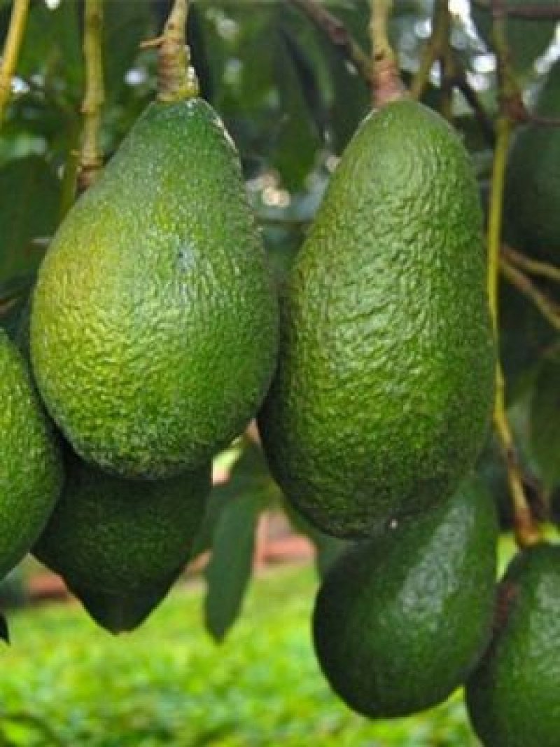 Zutano Avokado Fidanı