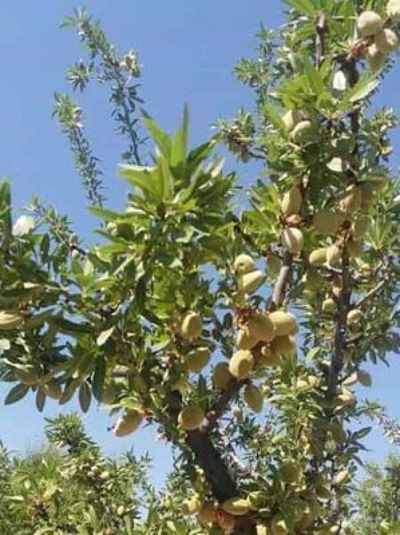 Bertina Badem Fidanı