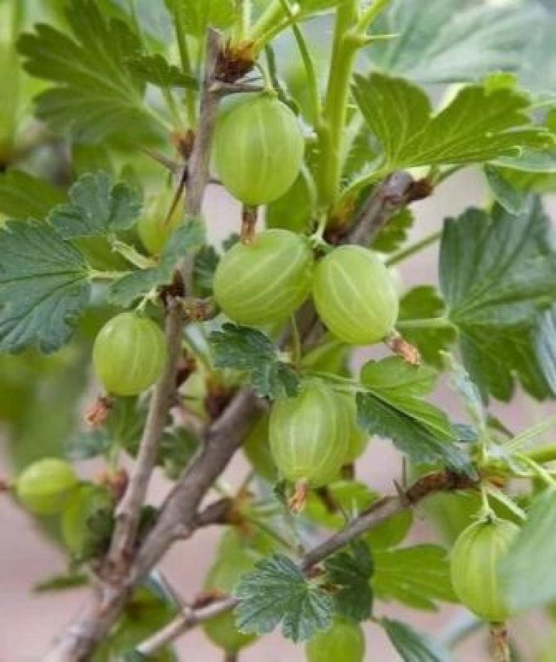 Hinnonmaki Green Yeşil Bektaşi Üzümü Fidanı
