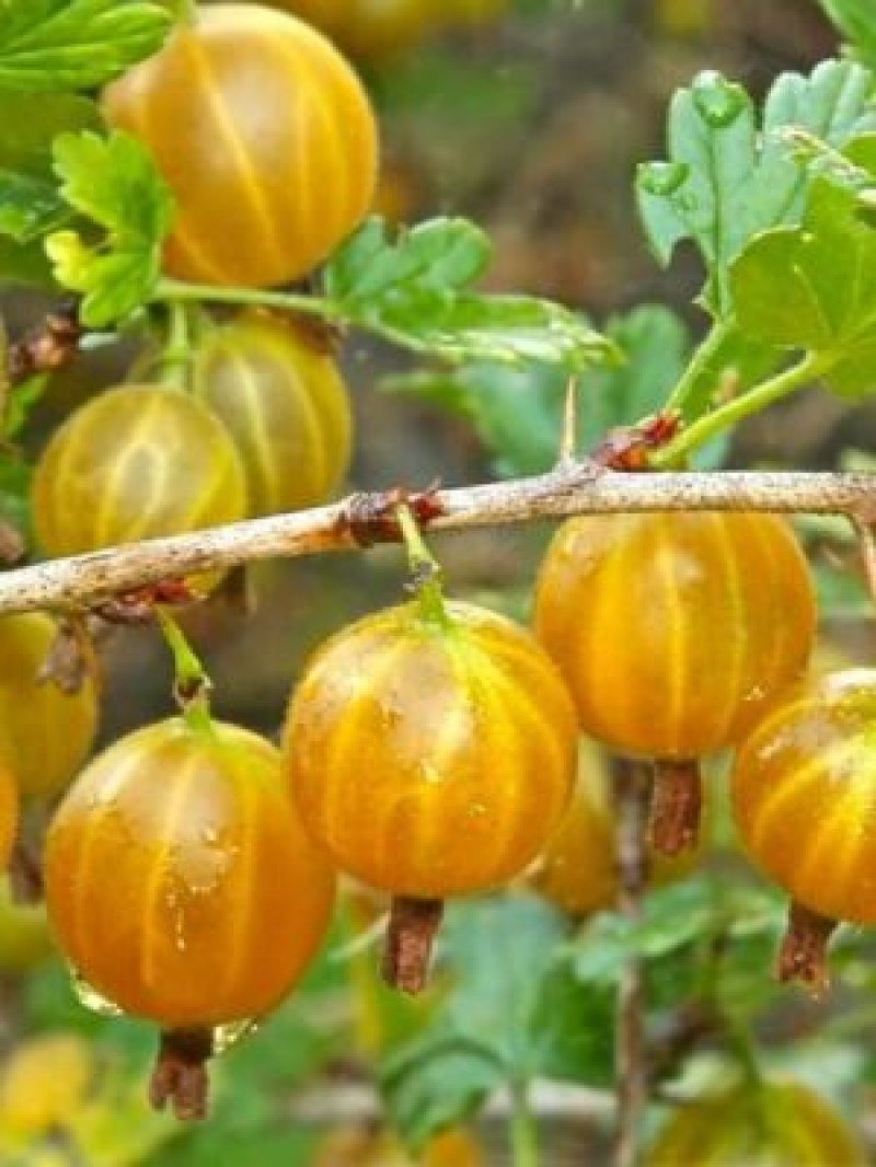 Hinnonmaki Yellow Sarı Bektaşi Üzümü Fidanı