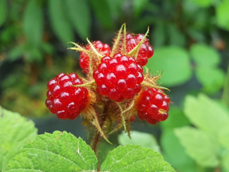Japon Böğürtleni Fidanı (Rubus phoenicolasius)