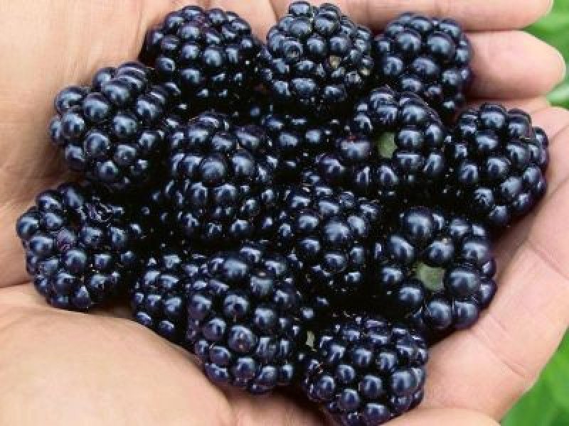 Arapaho Dikensiz Böğürtlen Fidanı