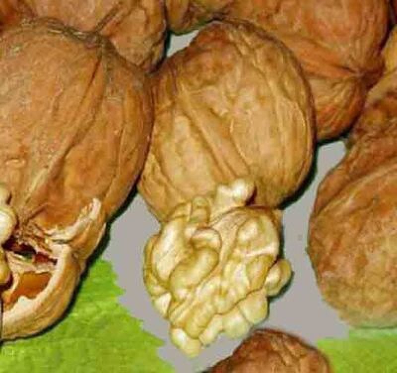 Meylannaise Ceviz Fidanı