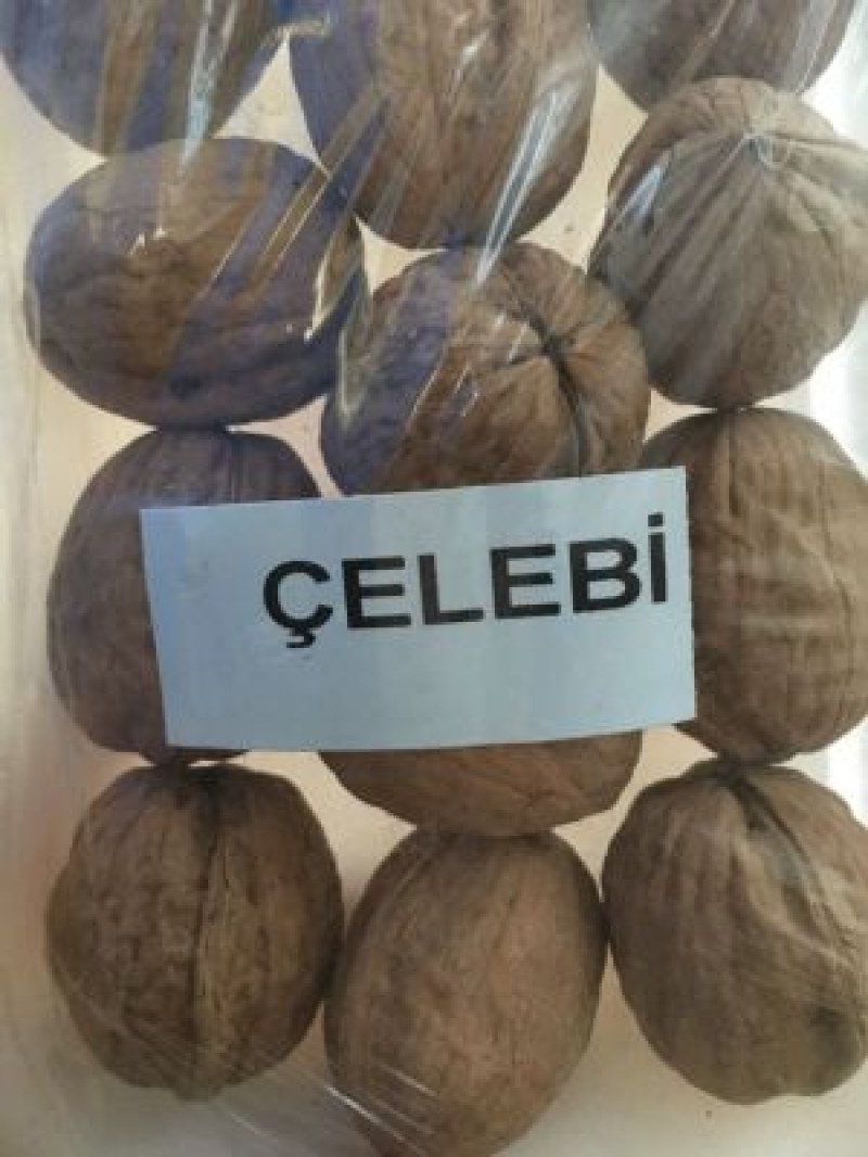 Çelebi Ceviz Fidanı