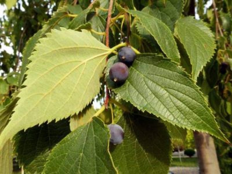 Çıtlık Fidanı (Celtis australis)