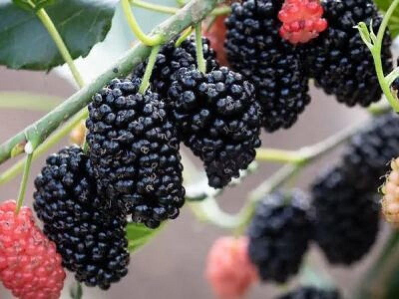 Mojo Berry Dut Fidanı