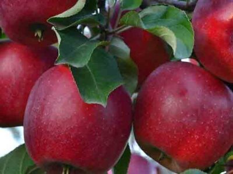 Galaval Elma Fidanı