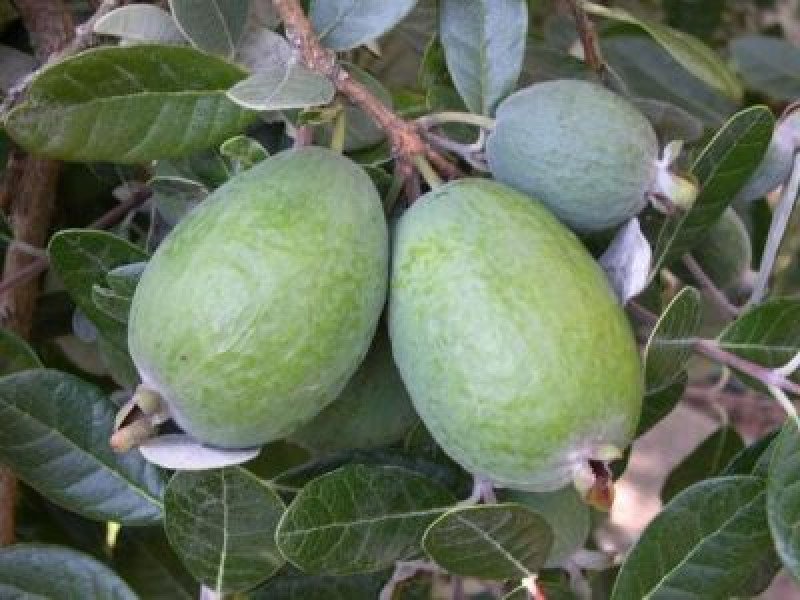 Kaymak Ağacı Fidanı (Feijoa)