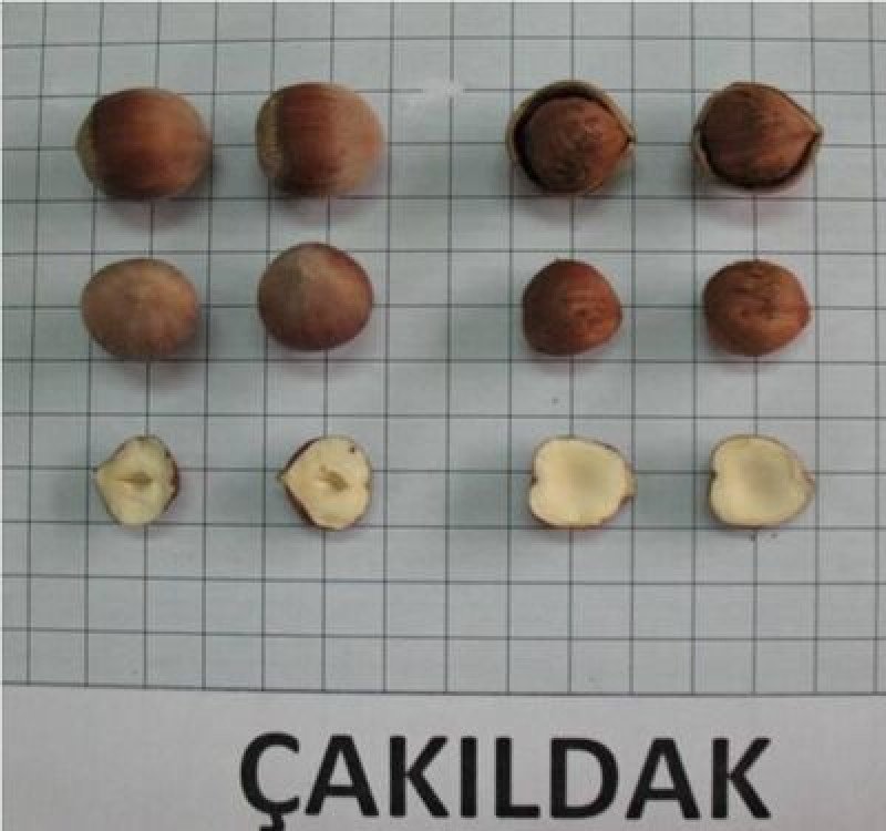 Çakıldak Fındık Fidanı