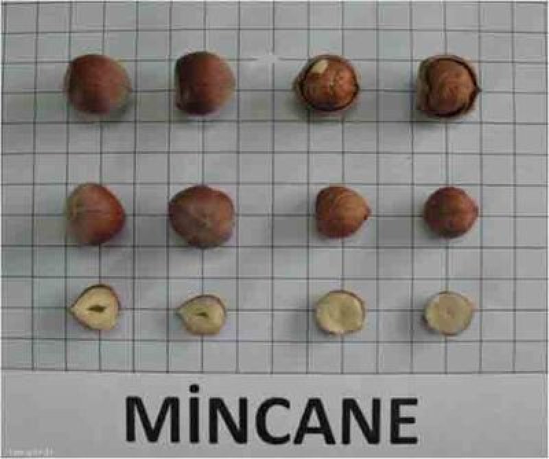 Mincane Fındık Fidanı (Sarı Yağlı, Zango)