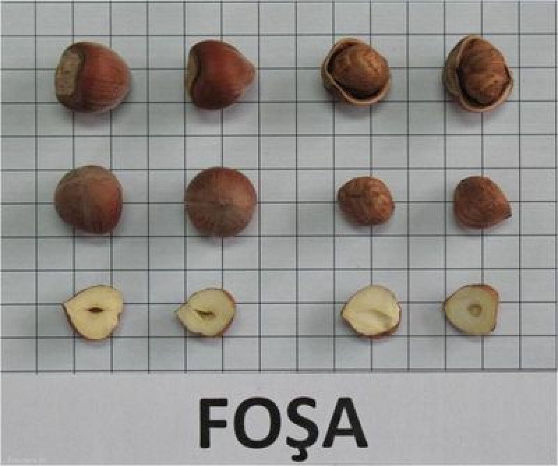 Foşa Fındık Fidanı