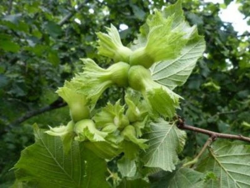Giresun Fındık Fidanı
