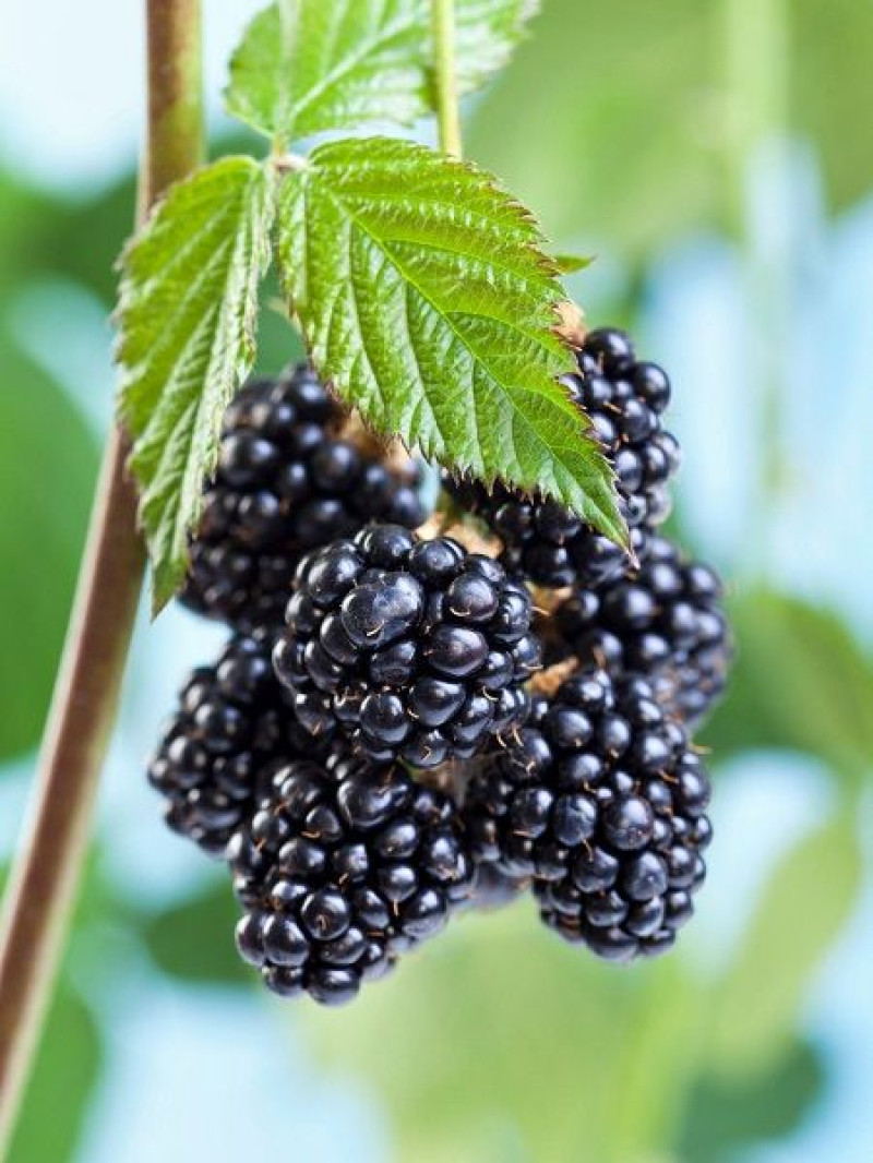 Böğürtlen Fidanı Tatlı Rubus fruticosus Thornfree İthal Saksıda