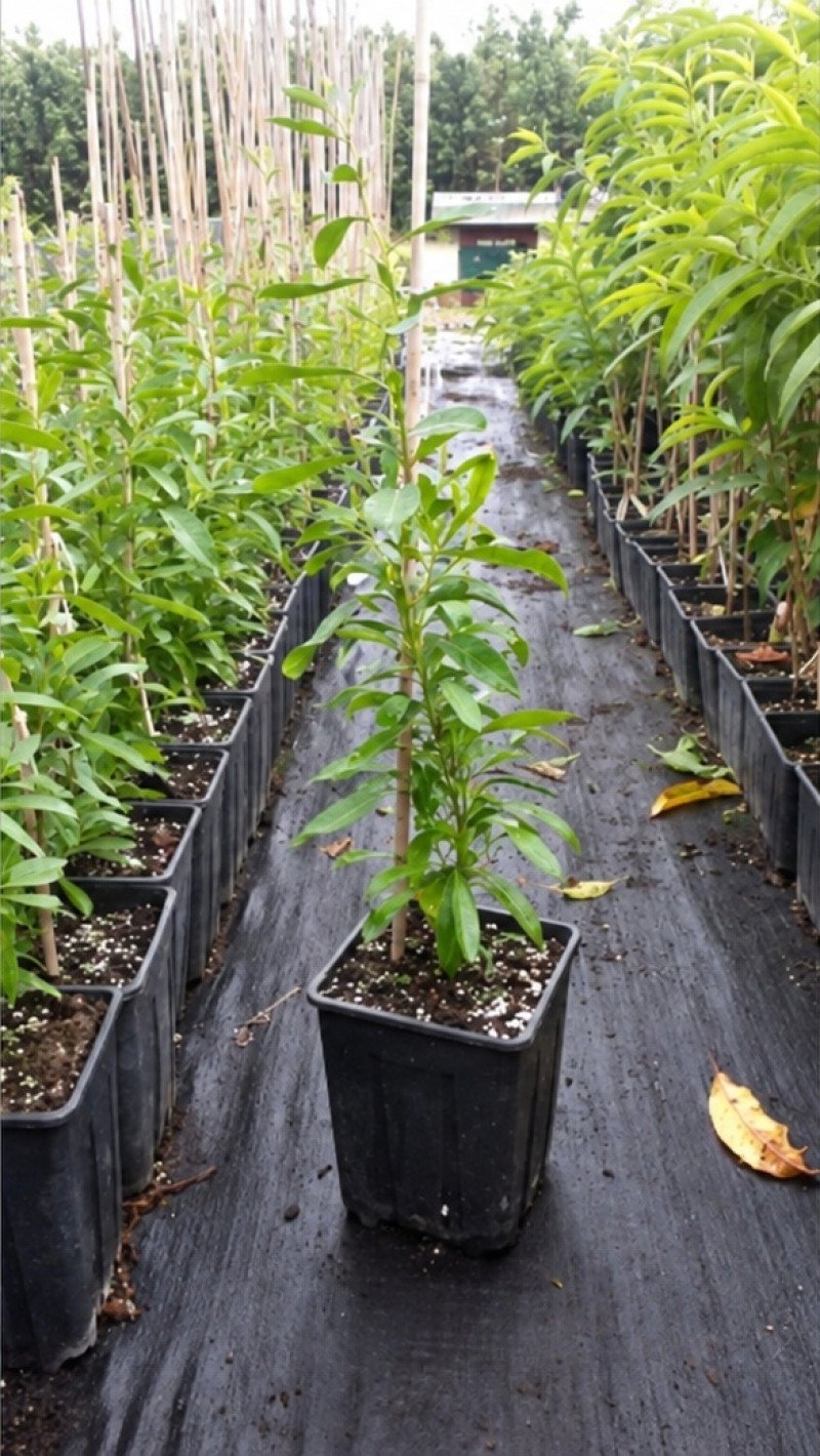 NQ1 Goji Berry Fidanı