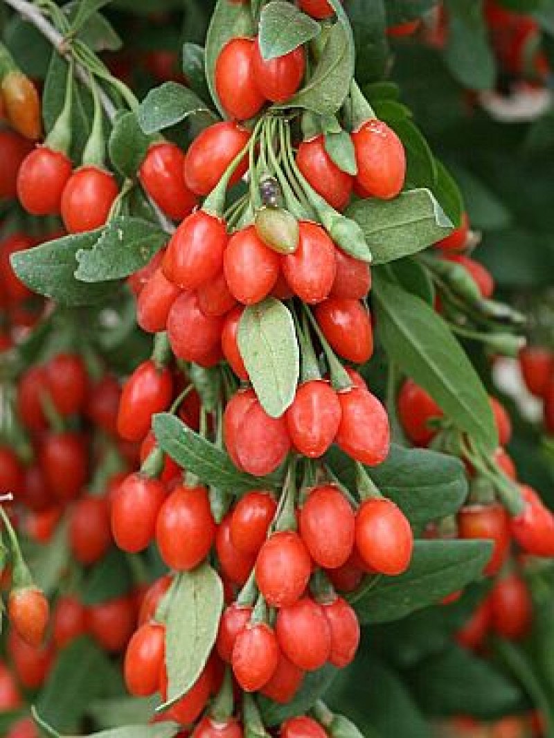 Jumbo Goji Berry Fidanı