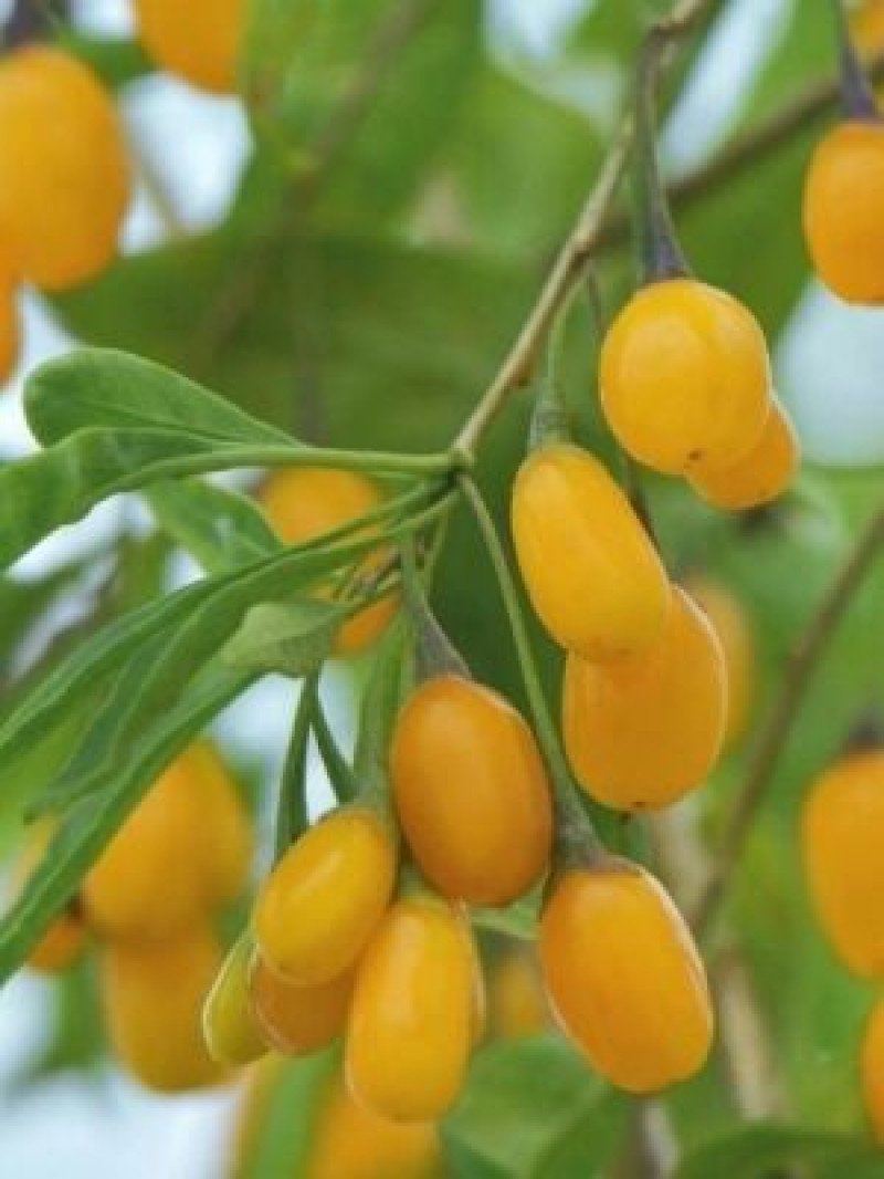 Amber Sweet Goji Berry Fidanı