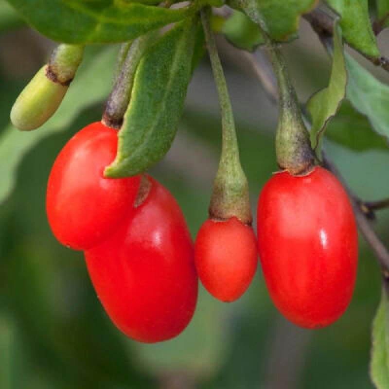 Little Goji Berry Fidanı