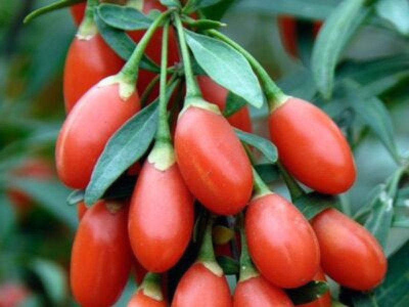 NQ7 Goji Berry Fidanı