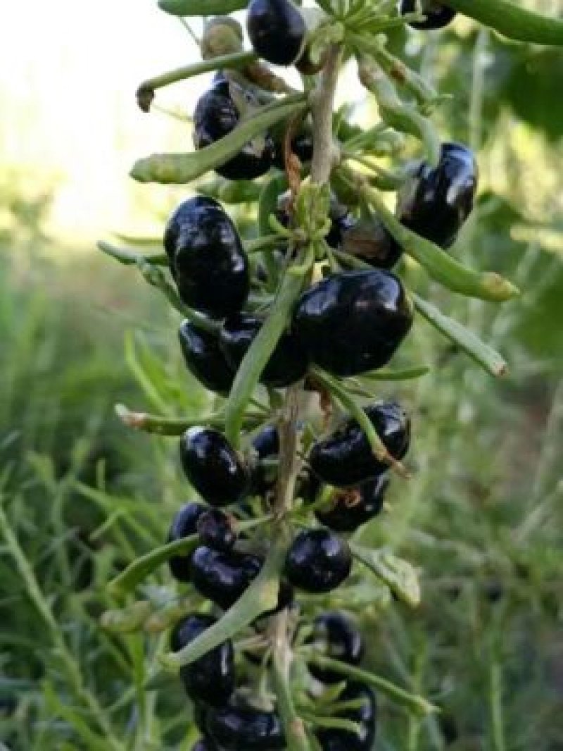 Siyah Goji Berry Fidanı