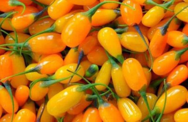 Sarı Goji Berry Fidanı