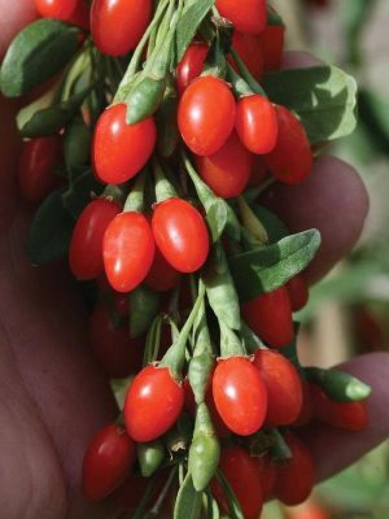 Lifeberry Goji Berry Fidanı