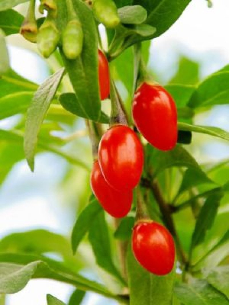 Barbarum XL Goji Berry Fidanı