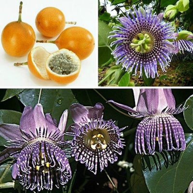 Granadilla Fidanı