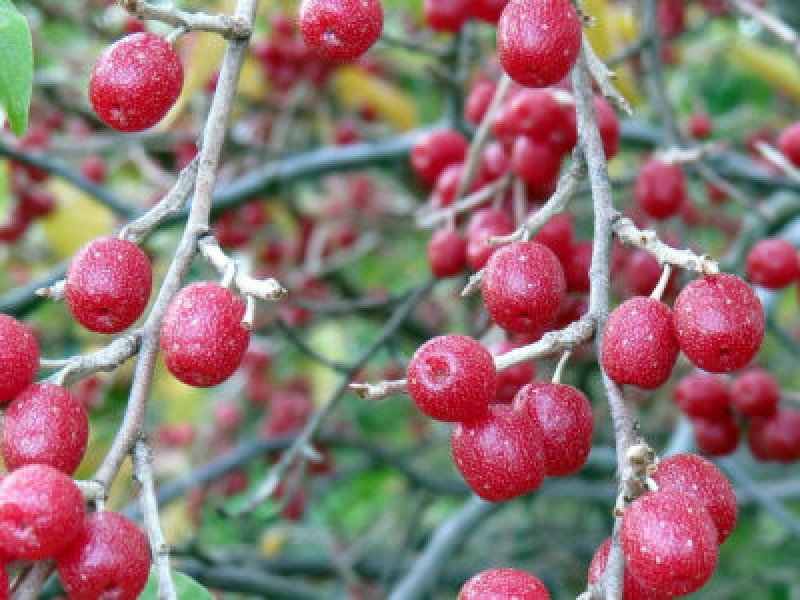 Kırmızı Güz Zeytini Fidanı (Elaeagnus umbellata)