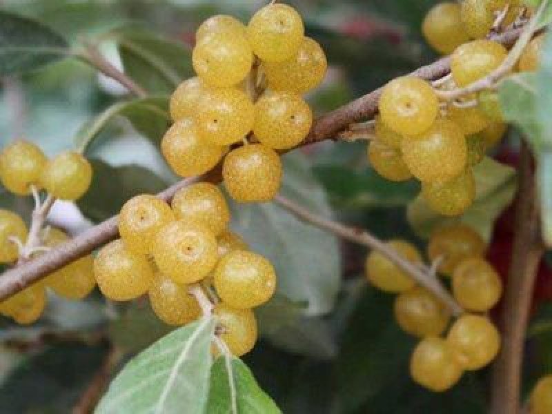 Sarı Güz Zeytini Fidanı (Elaeagnus umbellata)
