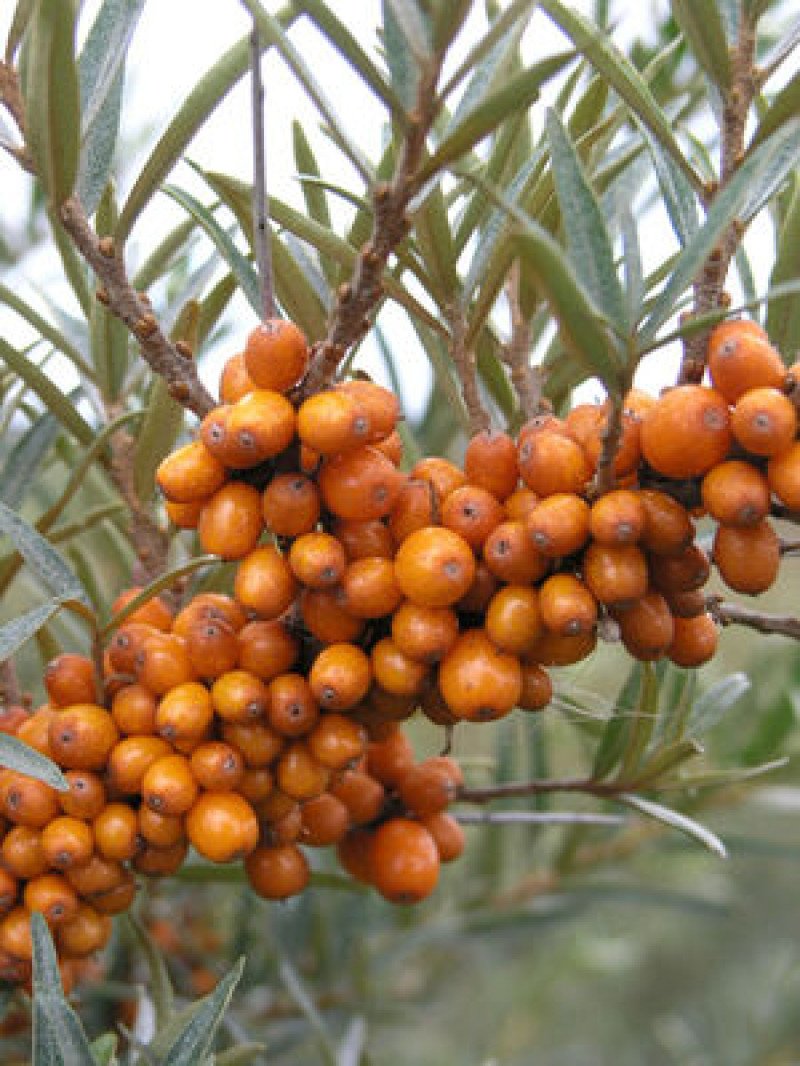 Yalancı İğde Fidanı (Hippophae rhamnoides)